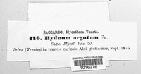 Hyphodontia arguta image